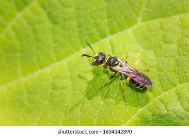 Crabronidae Wasp On A Green Leaf