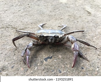 Crabs Breathing When Coming Beach Stock Photo 1193251891 | Shutterstock