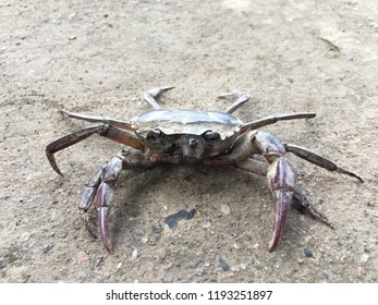 Crabs Breathing When Coming Beach Stock Photo 1193251897 | Shutterstock