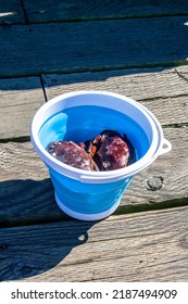 Crabs In A Bucket, Sidney, BC
