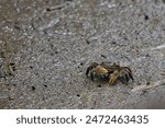 Crabs crawling on mud flats, Japan