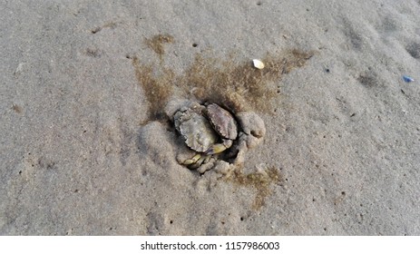 516 Crabs Mating Images, Stock Photos & Vectors | Shutterstock