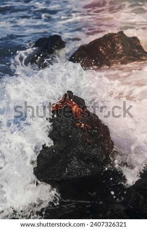 Crabs on rock while ocean wave crashes over them.