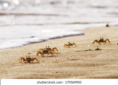 Crabs On Sand Beach