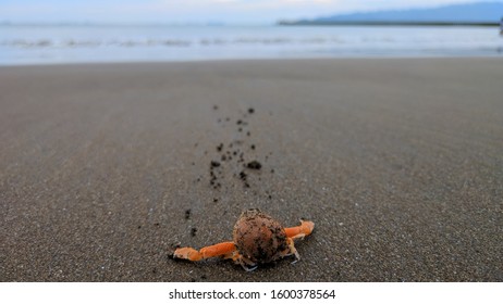 crabs walk on the beach