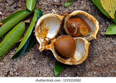 Crabwood tree seeds or Andiroba seeds (Carapa guianensis), Brazil                               - Shutterstock ID 1191310582