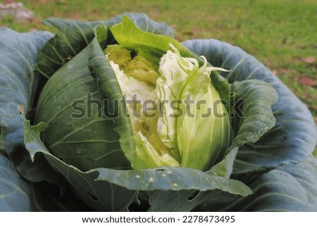 Crack cabbage round vegetable and spliting burst out, after raining