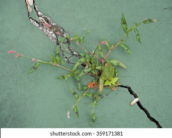 A Crack In The Green Painted Concrete Of A Tennis Court Is Sprouting Weeds. It Shows Lack Of Funding For Education And Sports. 