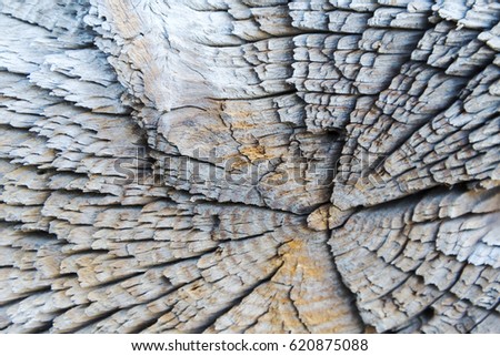 Crack on old wooden stump. Close up. Wooden background pattern.
