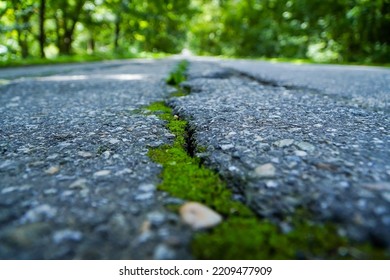 2,413 Tree Sidewalk Crack Images, Stock Photos & Vectors | Shutterstock