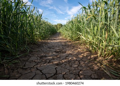 Cracked Arid Path Through A Field Of Crops With Blue Sky And White Clouds