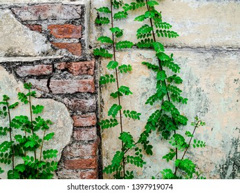 Cracked Cement Wall Partially Revealing Layers Of Red Bricks With Weed Growing Cross The Wall. 