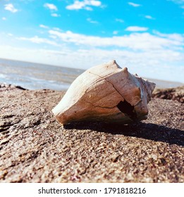 A Cracked Conch Shell By The Sea