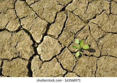 Cracked Dried Ground With Only One Green Plant Left.