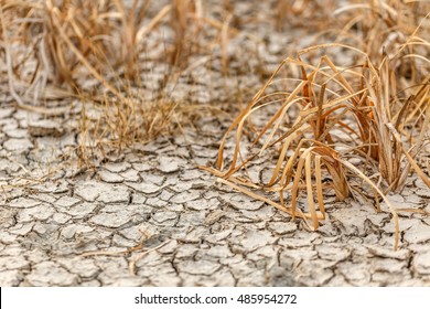 Cracked Earth And Dead Plants