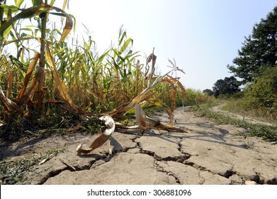Cracked earth in hot summer drought at corn field