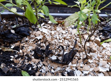 Cracked egg shells are used to plant vegetable. Close-up cracked eggshells on the soil with concepts of fertilizer, gardening, biology, and sustainability. Growing vegetables with organic maintenance. - Powered by Shutterstock