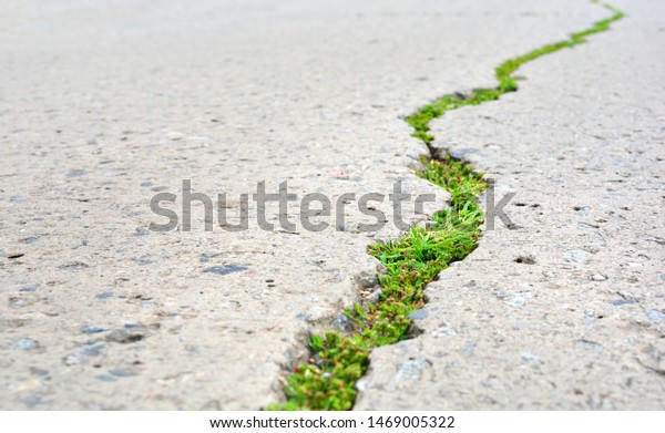 Cracked Highway Road Green Sprouts Growth Stock Photo 1469005322 ...