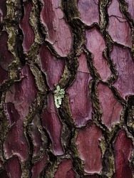 Cracked Purple Bark Of A Huge Pine Close-up