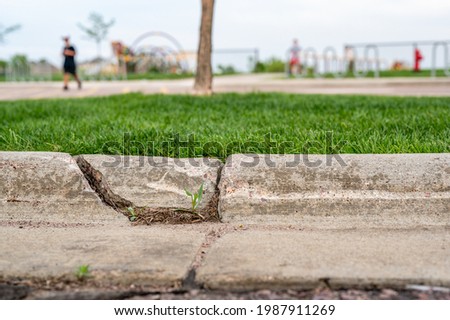 cracked road siding with grass growing through gap