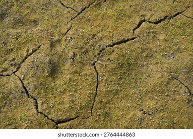 Cracked Soil with Sparse Grass