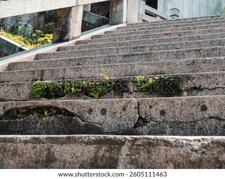 Cracked stone steps adorned with moss during midday