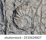 A cracked and textured ammonite fossil impression in rock.