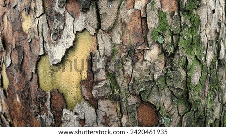  Cracked tree bark close up image                 