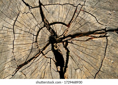 Cracked Tree Stump Close Up View From Above