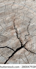 Cracked Tree Stump Texture Background – Natural Wood Rings Close Up