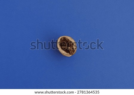 Cracked walnut shell with dry dark brown kernel on blue background. Top view closeup of a single cracked walnut shell half highlighting a shriveled dark brown kernel on a vivid blue background contrasting with lighter nuts