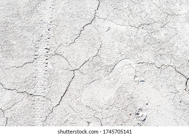 Cracked White Soil Texture Background Surface With Shoe Prints, Bicycle Tracks And Dog Prints On It