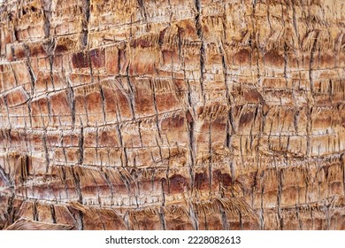 cracked wood texture background. closeup palm bark - Powered by Shutterstock