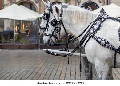 CRACOW, POLAND - DECEMBER 08, 2021: Krakow, Poland, Traditional Horse Drawn Carriage Ride, Two Horses Closeup, Front View. Cracow Old Town,