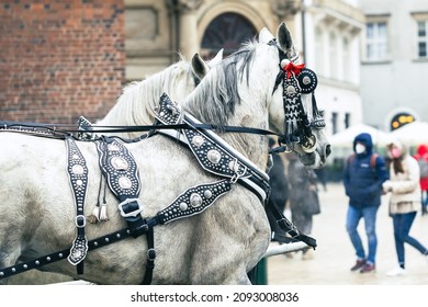 CRACOW, POLAND - DECEMBER 08, 2021: Krakow, Poland, Traditional Horse Drawn Carriage Ride, Two Horses Closeup, Front View. Cracow Old Town,