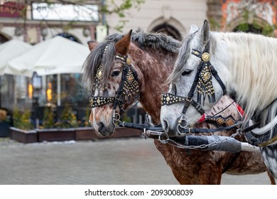 CRACOW, POLAND - DECEMBER 08, 2021: Krakow, Poland, Traditional Horse Drawn Carriage Ride, Two Horses Closeup, Front View. Cracow Old Town,