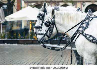 CRACOW, POLAND - DECEMBER 08, 2021: Krakow, Poland, Traditional Horse Drawn Carriage Ride, Two Horses Closeup, Front View. Cracow Old Town,