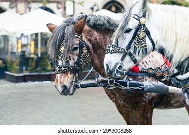 CRACOW, POLAND - DECEMBER 08, 2021: Krakow, Poland, Traditional Horse Drawn Carriage Ride, Two Horses Closeup, Front View. Cracow Old Town,