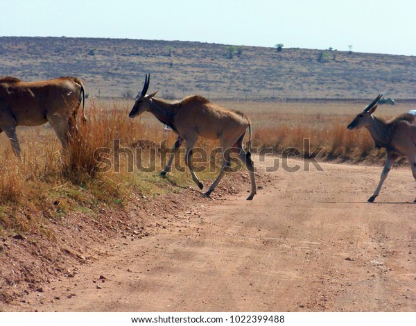 cradle of human kind south africa 04/28/2008: these\
Eland antelope are crossing the road right in front of our car in\
there search for good grazing in the rhino and lion nature reserve\
near Johannesburg 