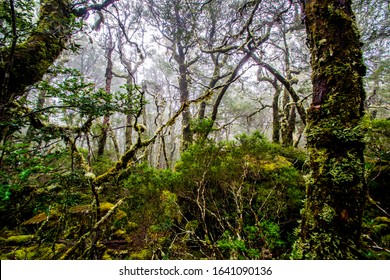 Cradle Mountain, Tasmania, Australia: Foggy Scenery Of Overland Trek