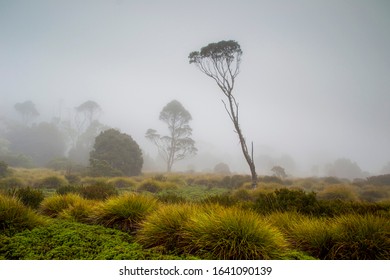 Cradle Mountain, Tasmania, Australia: Foggy Scenery Of Overland Trek