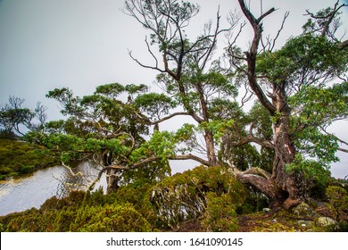 Cradle Mountain, Tasmania, Australia: Foggy Scenery Of Overland Trek