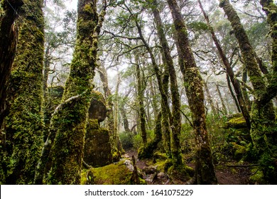 Cradle Mountain, Tasmania, Australia: Overland Trek