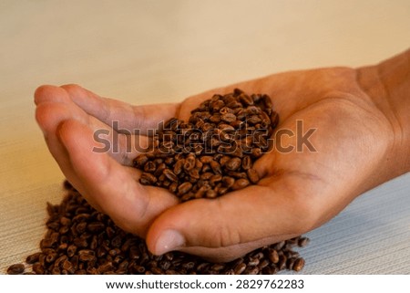 Craft beer. Hand showing malted grains used in brewing beer.