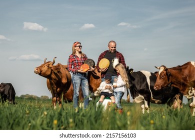 Craftsmanship Hands Have A Tomme Cheese In The Hands Of A Cheesemaker. Happy Farmers Family In Green Field With Big Cow In A Green Field With Flowers On A Sunny Summer Day.