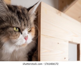 Crafty Face Of Calico Persian Cat On Cat Shelf Or Cat Step Looking Away. Absent Minded Cat. Copy Space Provided.