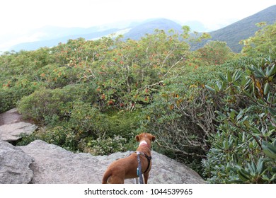 Craggy Pinnacle Hike With A Dog