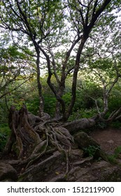 Craggy Pinnacle On The Blue Ridge Parkway 