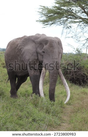 Craig Super Tusker Elephant Kenya