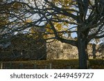 Craigmillar Castle. A single tree with yellow leaves stands tall in a landscape of lush green. Its vibrant colors symbolize the beauty and transition of fall.